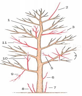 Постановление Администрации города Челябинска от 29.03.2024 N 100-п "Об утверждении Инструкции по созданию и содержанию зеленых насаждений в городе Челябинске"