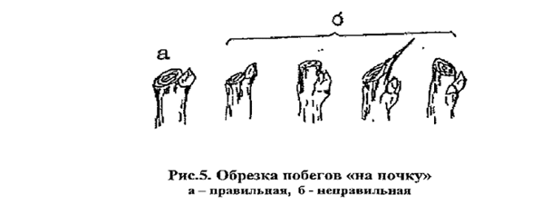 Постановление Администрации города Челябинска от 29.03.2024 N 100-п "Об утверждении Инструкции по созданию и содержанию зеленых насаждений в городе Челябинске"