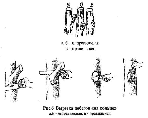 Постановление Администрации города Челябинска от 29.03.2024 N 100-п "Об утверждении Инструкции по созданию и содержанию зеленых насаждений в городе Челябинске"