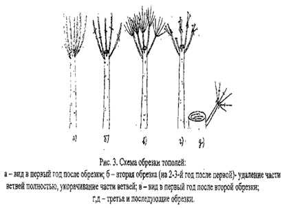Постановление Администрации города Челябинска от 29.03.2024 N 100-п "Об утверждении Инструкции по созданию и содержанию зеленых насаждений в городе Челябинске"